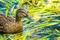Duck feeding in pond weed Royalty Free Stock Photo