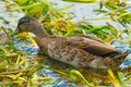 Duck feeding in pond weed Royalty Free Stock Photo