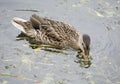 Duck feeding in the water