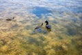 Duck feeds her ducklings on the lake. Algae in lake water Royalty Free Stock Photo