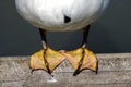 Duck feet perched on a wooden pier