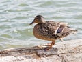 A duck Royalty Free Stock Photo