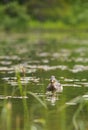 Duck Female on Water Level Royalty Free Stock Photo