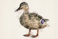 Duck. Female wild duck, mallard. Royalty Free Stock Photo