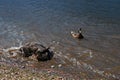 Duck fight in Lake Estes Park Colorado