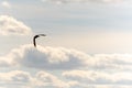 A duck flies in a blue sky against a background of white clouds Royalty Free Stock Photo