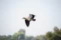 Duck flight Royalty Free Stock Photo