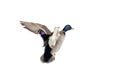 Duck in flight Royalty Free Stock Photo