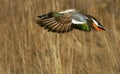 Duck in Flight