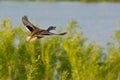 Duck in Flight Royalty Free Stock Photo