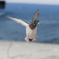 Duck in flight Royalty Free Stock Photo