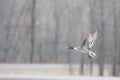 Pintail duck flying in snow flurry