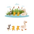 Duck Floating in Pond with Reeds and Grey Ugly Duckling from Fairytale Vector Set