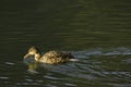 Duck floating in Prince`s Island Park water Royalty Free Stock Photo