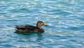 Duck floating on water