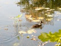 Duck floats among autumn leaves across the pond