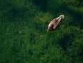 The duck floats in clear water on the background of green algae. Royalty Free Stock Photo