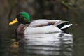 a duck floats on top of a body of water, Royalty Free Stock Photo