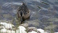 A duck floats in a transparently clean pond