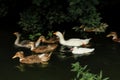 A duck and a flock of geese and ducks in the effect of blurred movement swim along a narrow river in the thickets Royalty Free Stock Photo