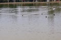 Duck flotilla