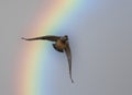 Duck flying over rainbow Royalty Free Stock Photo