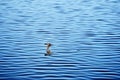 Duck flying over water Royalty Free Stock Photo
