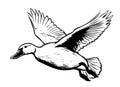 Duck flying sketch hand drawn Vector illustration Birds hunting Royalty Free Stock Photo