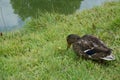 A duck forages on the waterbank