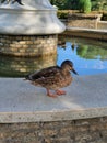 Duck on Fountain Water Nature Tree Stones Fish Royalty Free Stock Photo