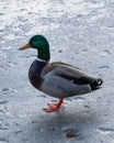 Colorful duck on frozen water Royalty Free Stock Photo