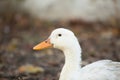 Duck Royalty Free Stock Photo
