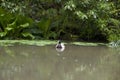 Duck garden pond Royalty Free Stock Photo