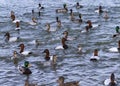 Duck Gathering Royalty Free Stock Photo