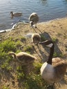 Duck and geese in a pond. Quack