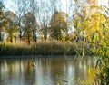 The duck goes on the first thin ice Royalty Free Stock Photo