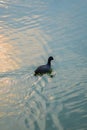 Duck going from water and water ripples with morning light. Used selective focus.