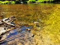 Duck in a Golden Stream