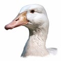 Realistic Hyper-detailed Drawing Of A Duck Close-up On White Background Royalty Free Stock Photo
