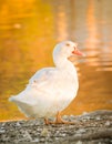 Duck Goose in nature to last hour, Golden Hour