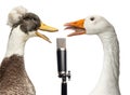 Duck and goose singing into a microphone, isolated