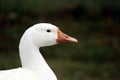 Duck in grass field