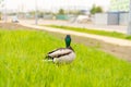 Duck in the grass Royalty Free Stock Photo