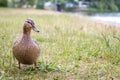Duck on the grass by the river