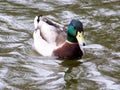 Duck with green collar Royalty Free Stock Photo