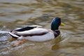 Duck with green collar on a water