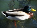 Duck with green face