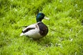 Duck on green grass Royalty Free Stock Photo