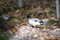 Duck on the ground with fallen leaves in the autumn forest