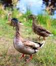 Duck Group Royalty Free Stock Photo